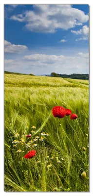 Produktbild von Wallario selbstklebende Türtapete 100 x 220 cm - Mohnblumenwiese auf grüner Wiese unter blauem Himmel - Abwischbar, rückstandsfrei zu entfernen