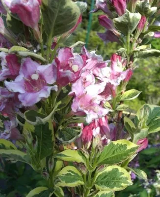 Produktbild von Weigela florida Nana Variegata - Buntblättrige Weigelie 40-60