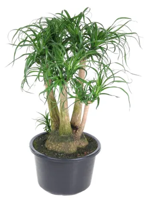 Image de Beaucarnea ramifiée - 100-110cm - Ø41cm - Plante d'intérieur - Vert persistant