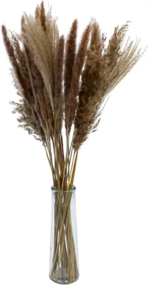 Image de 3.08 Botte d'herbe de pampas dans vase en verre 72 cm