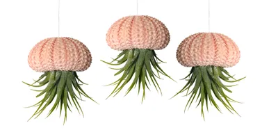 Produktbild von Seeigelgehäuse mit echter Tillandsie 3er Set