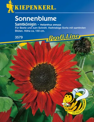 Produktbild von KIEPENKERL Helianthus Samtkönigin