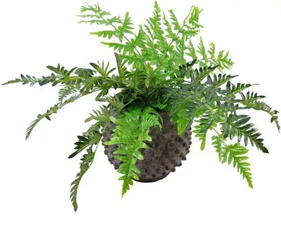 Image de Fausse plante avec des feuilles