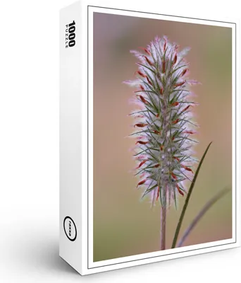 Image de puzzle raxxa Premium "trèfle fané", 1000 pièces