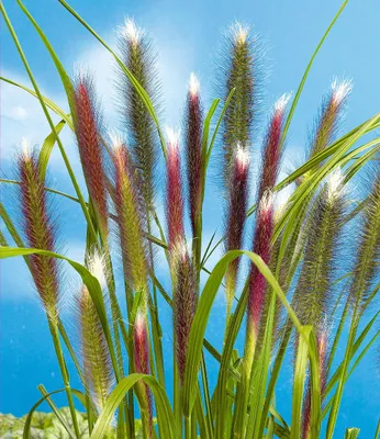Produktbild von BALDUR Garten 1x Lampenputzergras Red Head, Pflanze im 9x9 cm-Topf, robuste winterharte Staude, mehrjährig, pflegeleicht, Wasserbedarf gering, blühend, Pennisetum alopecuroides