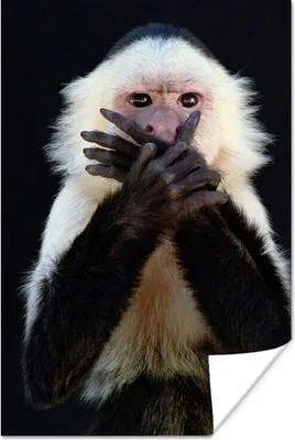 Produktbild von MuchoWow® Poster Affe - Wilde Tiere - Porträt 60x90 cm - Wanddekoration