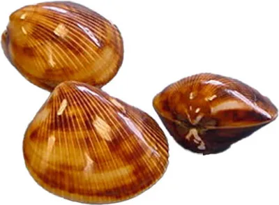 Produktbild von Echte Braune Herzmuschel Brown cockles poliert 3-er Set Muschel 3-4 cm