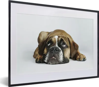 Produktbild von MuchoWow® MuchoWow® Gerahmtes Poster Hund - Haustiere - Weiß 40x30 cm - Poster mit zchwarzem Bilderrahmen - Bilderrahmen - Poster im Rahmen