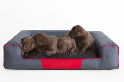 Obrázok produktu pre Pelech pre psa Kôš pre psa Pohovka pre psa Matrac pre psa Vankúš pre psa Odpočinok pre psa Búda pre psa Spací kút "VICTORIA" 100X66 cm