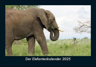 Produktbild von Der Elefantenkalender 2025 Fotokalender DIN A5