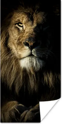 Produktbild von MuchoWow® Poster Löwe - Licht - Schwarz 60x120 cm - Wandschmuck