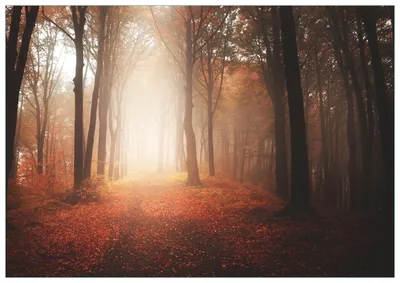 Produktbild von Wallario Premium Glasbild, freischwebende Optik, kräftige Farben, Größe 100 x 70 cm Motiv Herbstwald - Weg zu einer Lichtung im Wald
