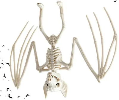 Fledermausskelett Halloween 29 x 16 x 5 cm Kunststoff