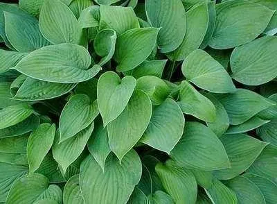 Immagine prodotto di 6 x Hosta 'Fort. Hyacinthina' - Hosta - Vaso 9 x 9 cm
