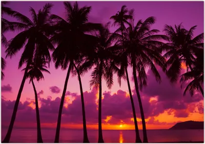 Produktbild von XXL Poster 100 x 70cm (F-235) Palmen am Strand in Thailand auf tropischer Insel im Sonnenuntergang (Lieferung gerollt!)