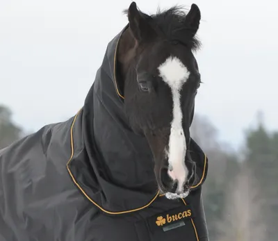 A close-up of a horse wearing a Bucas Irish Neck 300g horse blanket in black with gold trim.