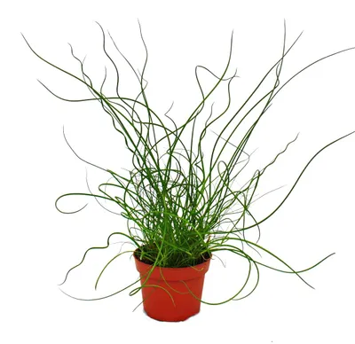 Produktbild von Liebeslocke, Juncus effusus Spiralis, Korkenzieherbinse 12cm