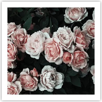 Produktbild von Poster - Poster ohne Rahmen - Rosen Blumen Blätter - 60x60 cm - Wand Bild - Wanddeko - Wandbilder - Kunstposter - Wandposter - Bilder - Kunstdruck - Wanddekoration - Wandbild - P2XAC60x60-4760