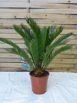 Produktbild von [Palmenlager] - Cycas revoluta 60 cm - Sagopalme - Palmfarn