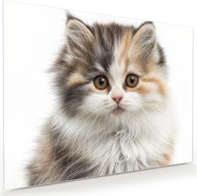 Produktbild von Glasbild 120x90cm in XXL für Wohnzimmer, Schlafzimmer Motiv Flauschige Katze