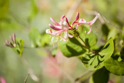 Produktbild von Lonicera heckrottii 'Goldflame', Geißblatt, rosa-gelb, 80–100 cm