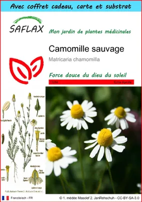 Image de SAFLAX Ensemble-cadeau - Camomille sauvage - 300 graines - Matricaria