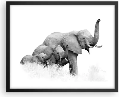 Produktbild von Gerahmtes Poster - Schwarzer Rahmen - Elefanten Familie Schwarz und Weiß - 50x40 cm - Wand Bild - Wanddeko - Wandbilder - Kunstposter - Wandposter - Bilderrahmen - Bilder - P2BAA50x40-4374