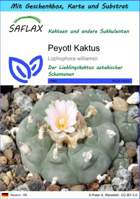 Produktbild von SAFLAX Geschenk Set - Peyotl Kaktus - Lophophora williamsii - 20 Samen - Mit Geschenkbox, Versandaufkleber, Geschenkkarte und Anzuchtsubstrat