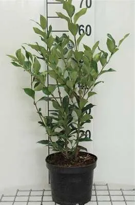 Immagine prodotto di Ligustrum jap. 'Green Century' - ligustro 40- 50 cm - contenitore