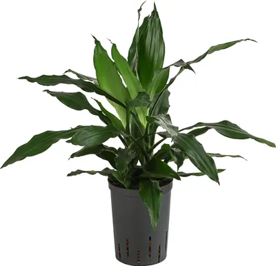 Produktbild von Dehner Drachenbaum Janet Craig, Dracaena, in Hydrokultur, ca. 45 cm inkl. Pflanztopf, Ø 15 cm, Zimmerpflanze