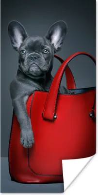 Produktbild von MuchoWow® Poster Hund - Lustig - Tasche - Kinder - Jungen - Mädchen - Kinder 75x150 cm - Dekoration für die Wände
