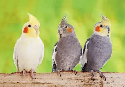 Produktbild von 3 D Ansichtskarte Nymphensittiche, Postkarte Wackelkarte Hologrammkarte Tiere Tier Vogel