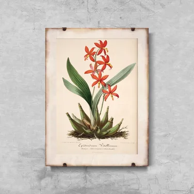Produktbild von Poster - Canvas - Leinwand - 42 cm x 59,4 cm - Blumendruck Epidendrum Vitellinum