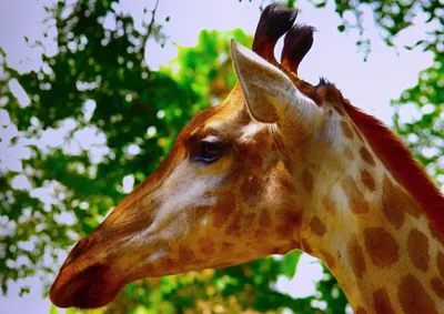 Produktbild von hansepuzzle 78902 - Giraffe Puzzle, 260 Teile, Natur, 41,0 x 28,0cm mit hochwertiger Aufbewahrung, Kartonbox und wiederverschließbarem Beutel