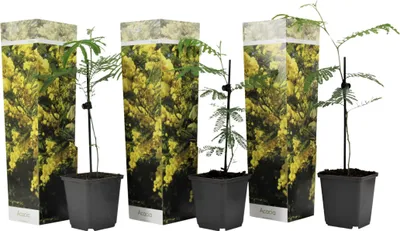 Three potted mimosa plants are displayed in front of decorative packaging.