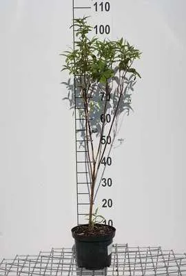 Produktbild von Deutzia magnifica - Maiblumenstrauch 60- 80 cm Container