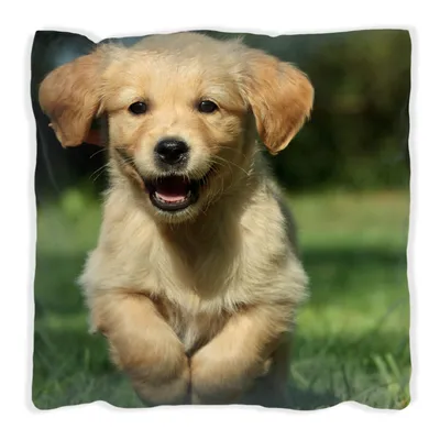Produktbild von Wallario Premium Kissen, weiche Oberfläche, mit Motiv Süßer Hund - Golden Retriever, Größe: 40 x 40 cm, mit weißer Rückseite