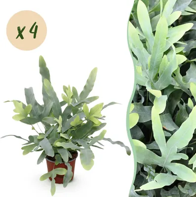 Productafbeelding van Phlebodium aureum Blue Star - Blauwe Varen - Huisdiervriendelijk - Blauw - 4 Planten - 25-30cm - Ø12cm - Kamerplant - Groenblijvend