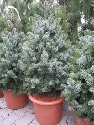 Produktbild von Picea omorika Zuckerhut - Serbische Fichte Zuckerhut - 70-80
