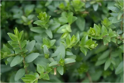 Produktbild von Stauden Gänge 1 x Lonicera nitida 'Maigrün‘ - Heckenmyrthe - Frisches Grün für lebendige Hecke - Heckenpflanze - Immergrün