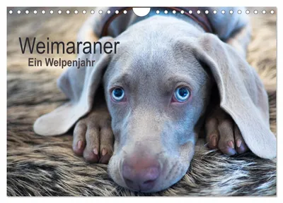Produktbild von Weimaraner - Ein Welpenjahr (Wandkalender 2027 DIN A4 quer), CALVENDO Monatskalender