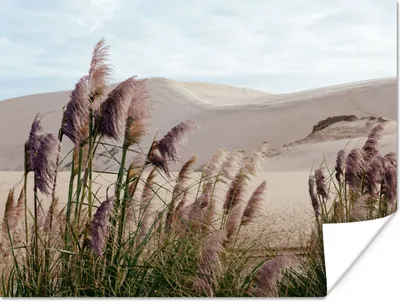 Produktbild von MuchoWow® Poster Pampasgras - Sand - Pflanzen - Düne 80x60 cm - Kunst für zu Hause