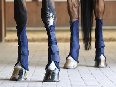Immagine prodotto di Busse fly boots Comfort II Navy, Busse_17_sizes:WB