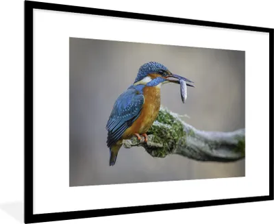 Produktbild von MuchoWow® MuchoWow® Gerahmtes Poster Eisvogel - Fisch - Tier 90x60 cm - Poster mit zchwarzem Bilderrahmen - Wanddekoration - Fotos