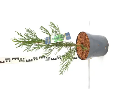 Produktbild von Sequoiadendron giganteum 'Greenpeace' 60–80 cm Riesenmammutbaum immergrün