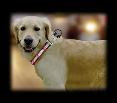Produktbild von Karlie Day & Night LED HundeHalsband, 25 mm x 45-65 cm, schwarz