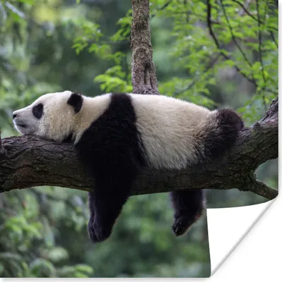 Produktbild von MuchoWow® Poster Panda - Baum - Tiere - Natur 50x50 cm - Wohnzimmerdekoration