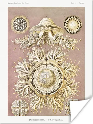 Produktbild von MuchoWow® Poster Jahrgang - Ernst Haeckel - Qualle - Kunst 30x40 cm - Wandplakat - Poster Kinderzimmer