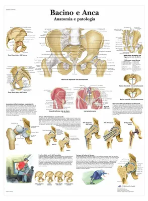 Anatomie-Poster: Becken & Hüften, laminiert, 51x68 cm