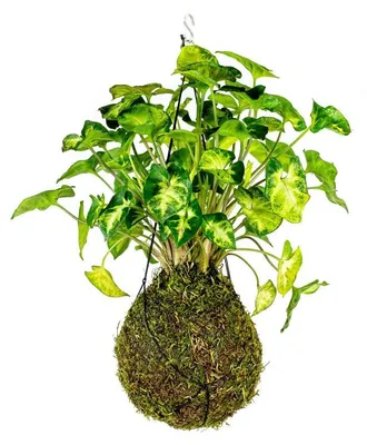 Produktbild von Gardners Kokedama Syngonium Pixie (groß)